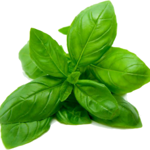 basil-leaf basil-leaf