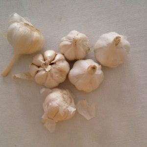 garlic garlic