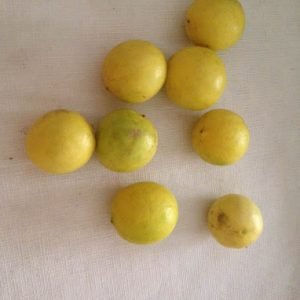 lemon lemon