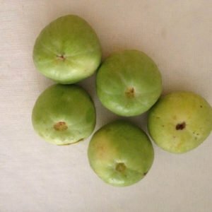 tinda tinda