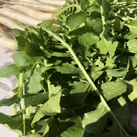 Organic White Radish