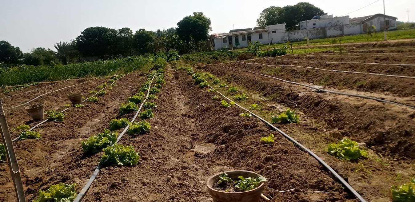 Sungold Organic